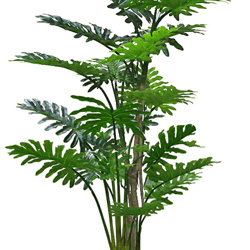 Philodendron 'giant-leaf' 1.7m - artificial plants, flowers & trees - image 4